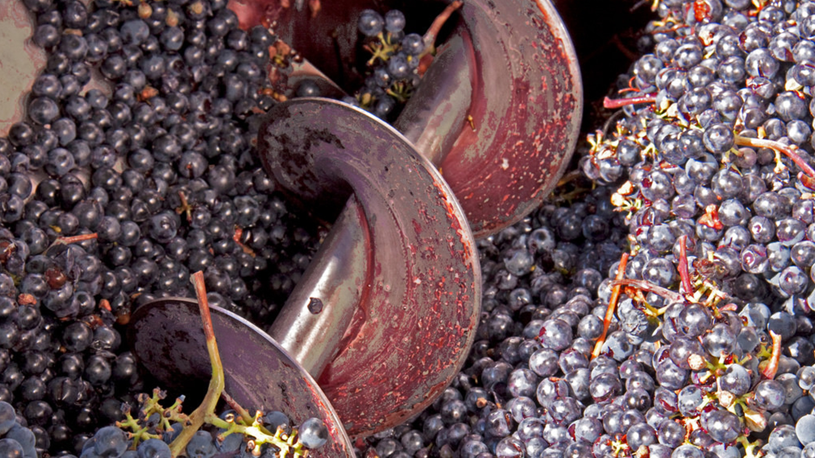 Red winemaking process FRODOER DRINKS ACADEMY